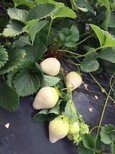 日本白草莓苗价格报表图片1