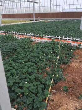 吉早红草莓苗培育