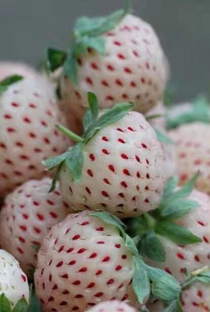 财宝草莓苗定向嫁接