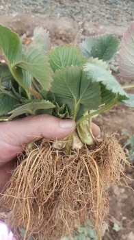 佐賀清香草莓苗定向嫁接