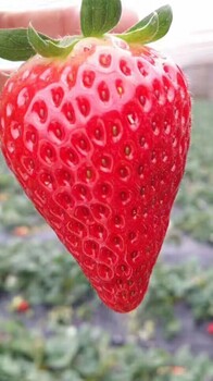 红颜草莓苗种植时间
