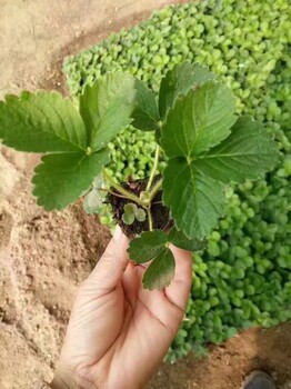 雪妹草莓苗1年苗价格