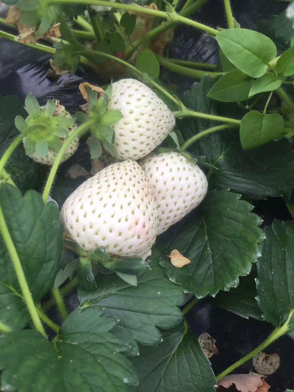 初恋白草莓苗什么季节种植