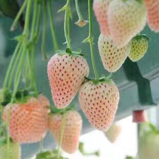 白草莓草莓苗货源充足