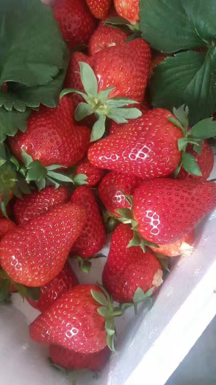 紫金香玉草莓高成活率