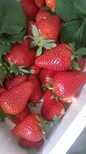 初恋白草莓苗什么季节种植图片4