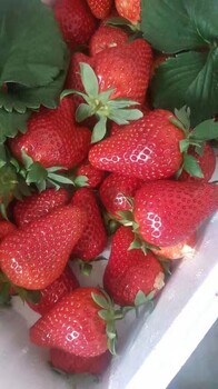 菠萝味草莓苗新行情