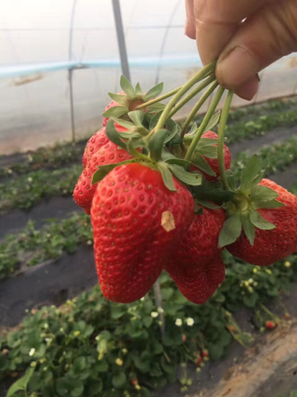 雪妹脱毒草莓苗厂家供应