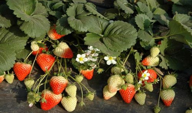 红颜草莓苗种植时间