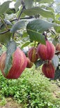 新高梨树苗品种图片1
