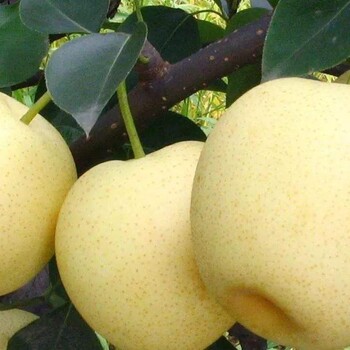 天皇梨树苗指导种植