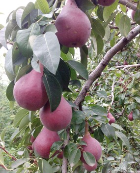 1公分早酥红梨树苗一亩地产量