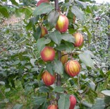 2公分早酥红梨种植时间图片3