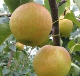 新高梨树苗品种图片3