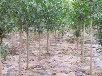 5公分突尼斯石榴树种植技术