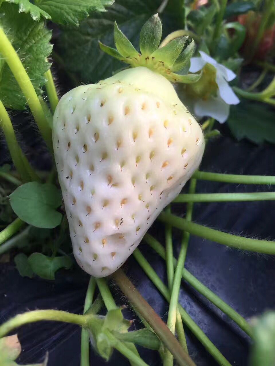 蜀香草莓苗几年结果