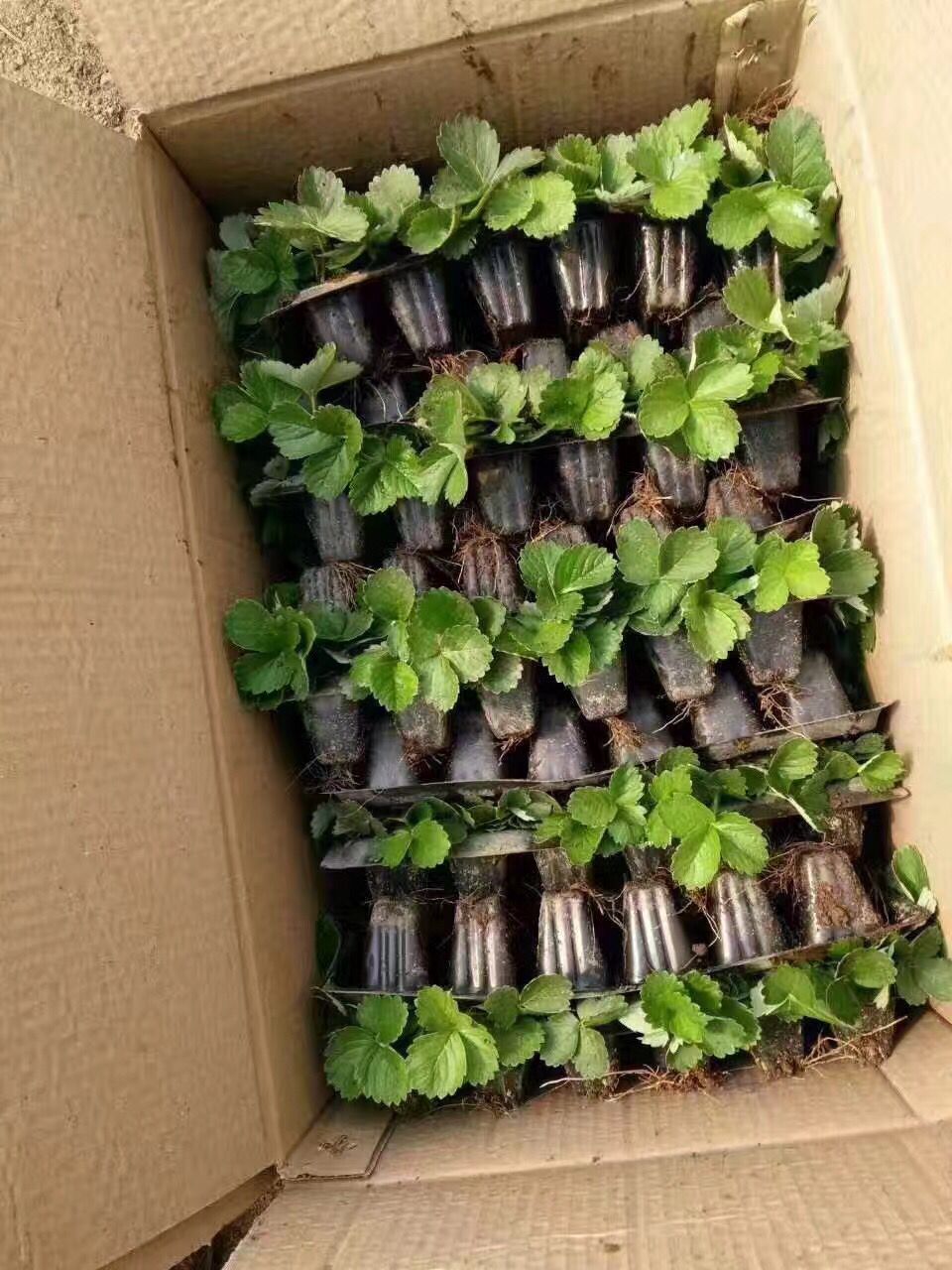 鲁旺草莓苗厂家供货
