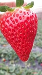 图特拉草莓苗质优图片2