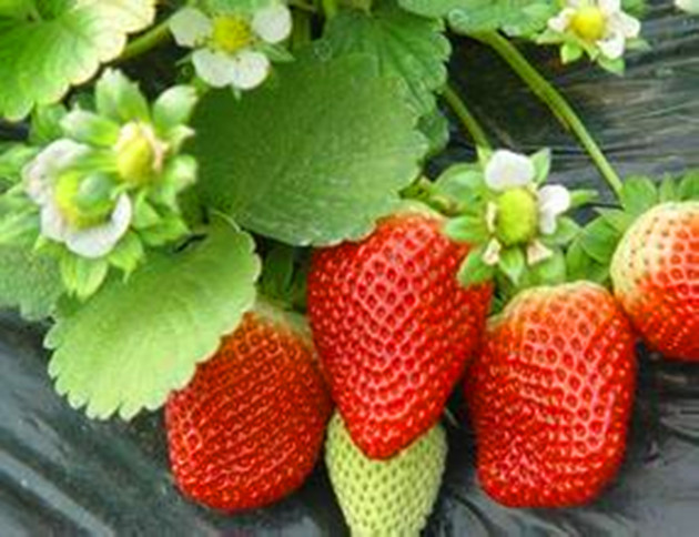 露天草莓苗价格优惠