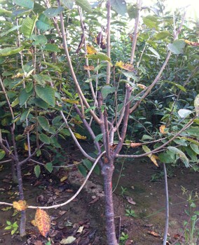 房山6公分美早樱桃树指导种植