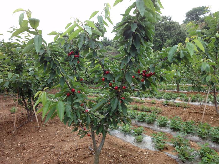 顺义哪里有4公分樱桃树什么时候种植好