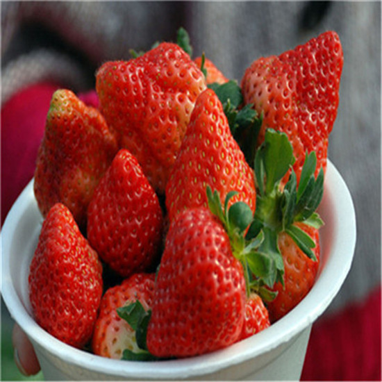 鹤壁大棚草莓苗价格详情