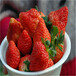 自贡法兰地草莓苗价格详情