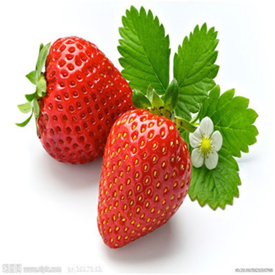 汕尾章姬草莓苗哪里有卖的