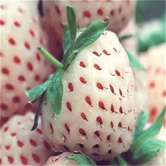 鸡西章姬草莓苗种植问题