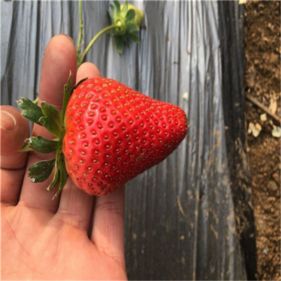 吴忠法兰地草莓苗水土要求