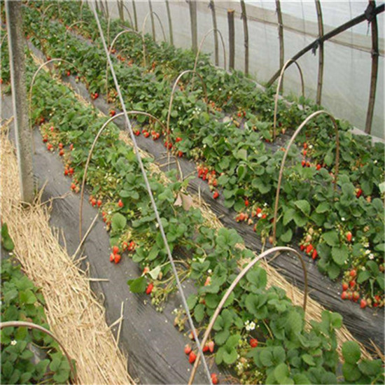 儋州幸香草莓苗培育基地