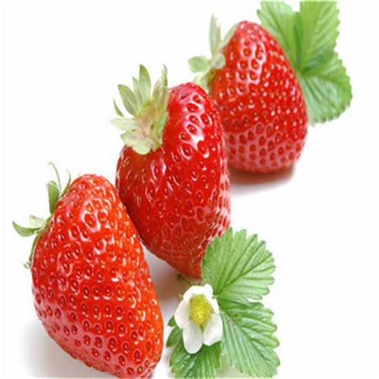 七台河奶油草莓苗价格表