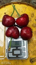 桑提娜樱桃品种介绍泰彤樱桃苗成活率图片
