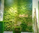 北京立体绿植墙厂家植物墙价格