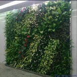 北京定做假绿植墙厂家图片0
