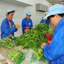 大岭山蔬菜配送公司大岭山食堂蔬菜配送大岭山送菜公司