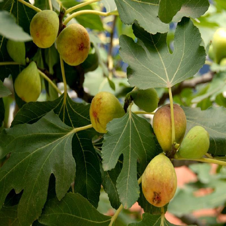 长江7号无花果苗欢迎光临润林园艺场