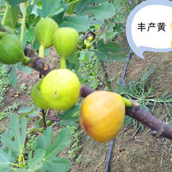 长江7号无花果苗欢迎光临润林园艺场