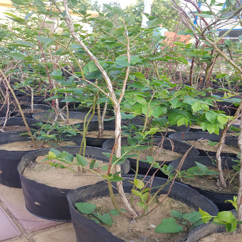 早黃無花果苗基地聯(lián)系
