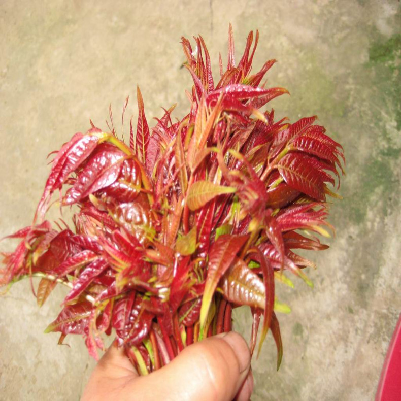宝坻红香椿苗南北方适宜种植