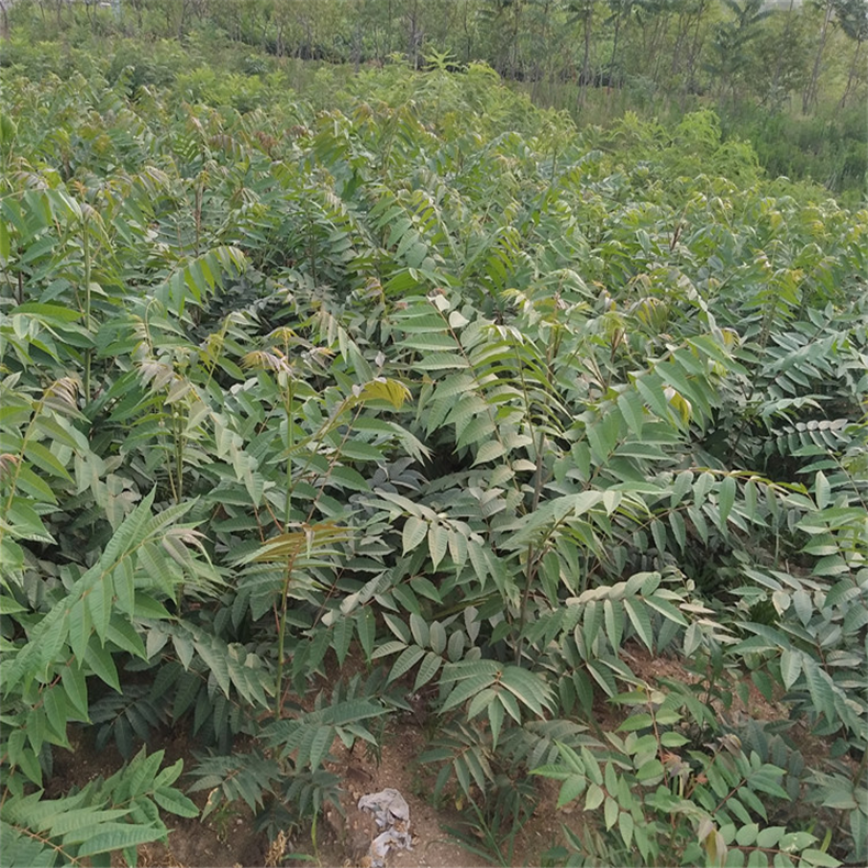 石嘴山红油香椿苗种植技术