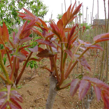 宜昌红香椿苗南北方适宜种植