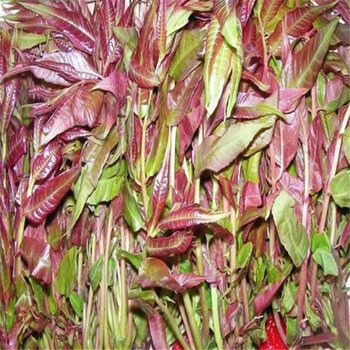 石嘴山红油香椿苗种植管理技术