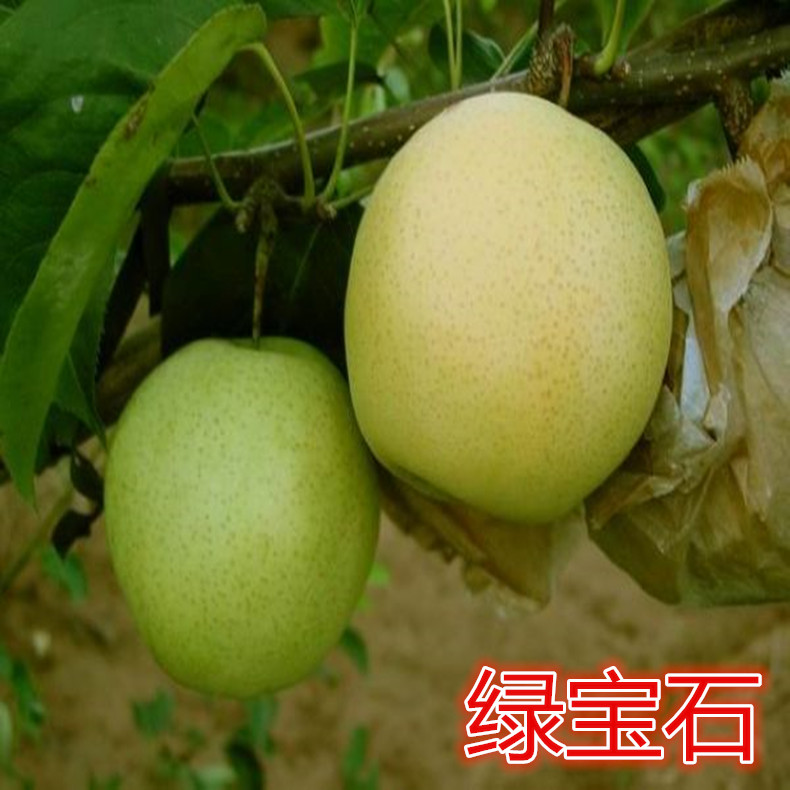萊陽梨樹苗、萊陽梨樹苗品種介紹、萊陽梨樹苗基地