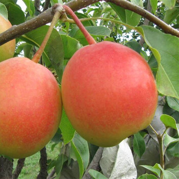 早酥紅梨樹苗成熟期