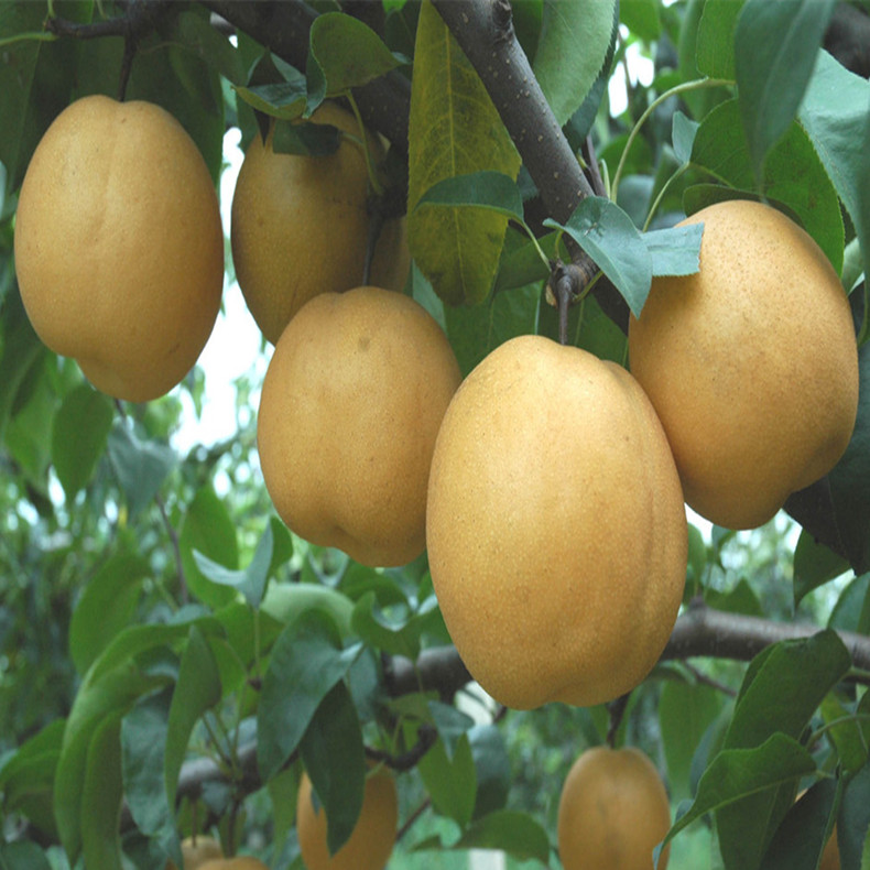 紅安久梨樹(shù)苗畝產(chǎn)量