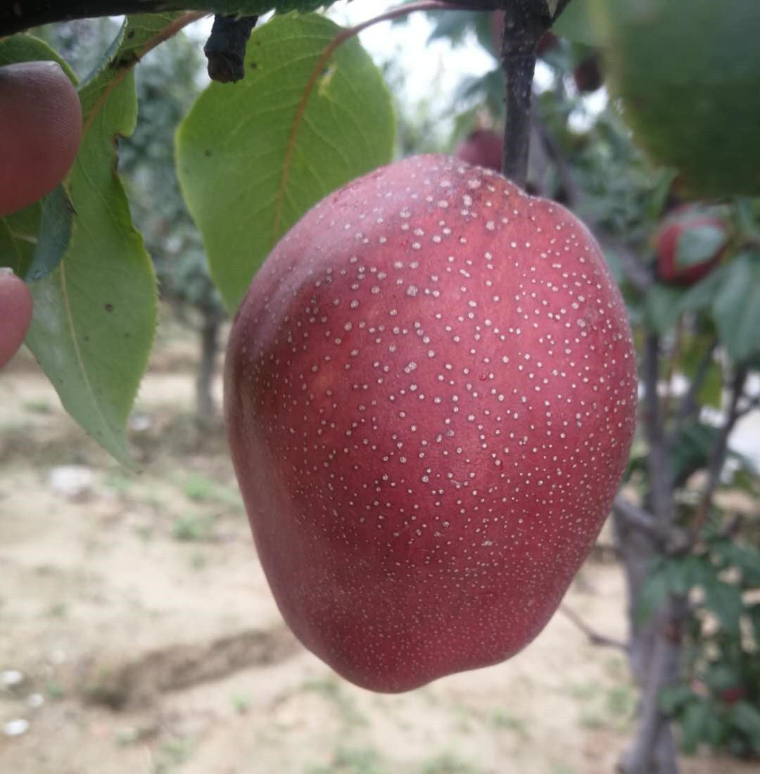早酥紅梨樹苗成熟期