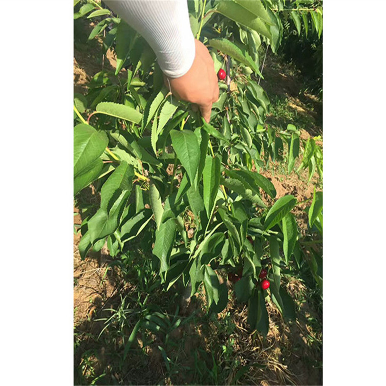 兩年生櫻桃樹小苗、兩年生美白櫻桃樹小苗、櫻桃樹小苗基地