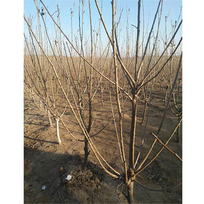 當(dāng)年掛果櫻桃樹品種苗、當(dāng)年掛果紅豐櫻桃樹品種苗、櫻桃樹品種苗新品種基地