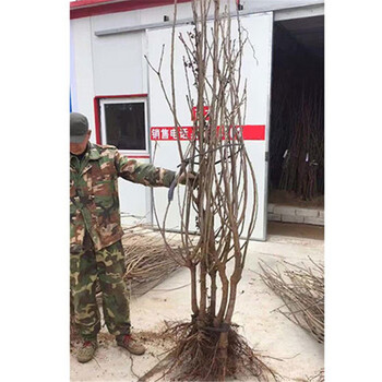 兩年生櫻桃樹小苗、兩年生美早櫻桃樹小苗、櫻桃樹小苗怎么種植